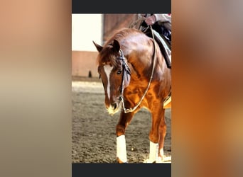 American Quarter Horse, Stallion, 20 years, 14.2 hh, Chestnut-Red