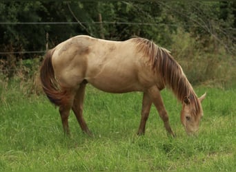 American Quarter Horse, Stallion, 2 years, 13.2 hh, Champagne