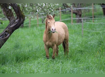 American Quarter Horse, Stallion, 2 years, 13.2 hh, Champagne