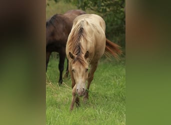 American Quarter Horse, Stallion, 2 years, 13.2 hh, Champagne