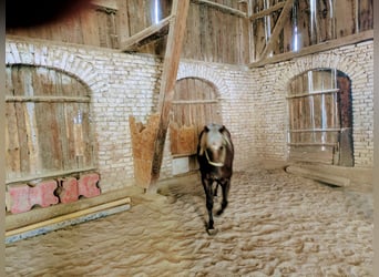American Quarter Horse, Stallion, 2 years, 13.2 hh, Palomino