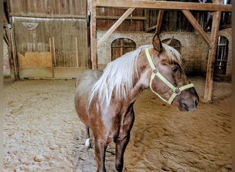 American Quarter Horse, Stallion, 2 years, 13.2 hh, Palomino