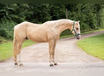 American Quarter Horse, Stallion, 2 years, 13,2 hh, Palomino