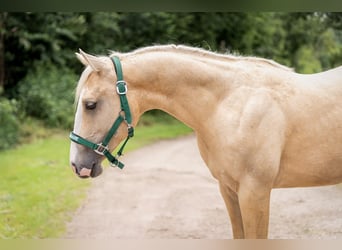 American Quarter Horse, Stallion, 2 years, 13.2 hh, Palomino