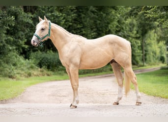 American Quarter Horse, Stallion, 2 years, 13.2 hh, Palomino