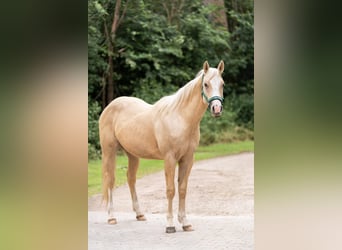 American Quarter Horse, Stallion, 2 years, 13.2 hh, Palomino