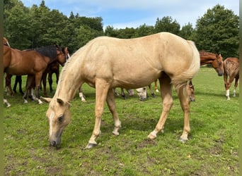 American Quarter Horse, Stallion, 2 years, 13,2 hh, Palomino