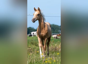 American Quarter Horse, Stallion, 2 years, 13,2 hh, Palomino