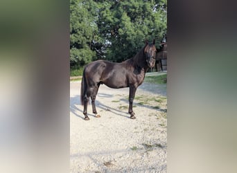 American Quarter Horse, Stallion, 2 years, 14.1 hh, Black