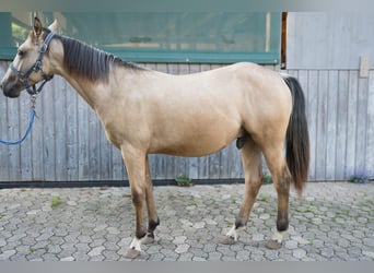 American Quarter Horse, Stallion, 2 years, 14.1 hh, Buckskin
