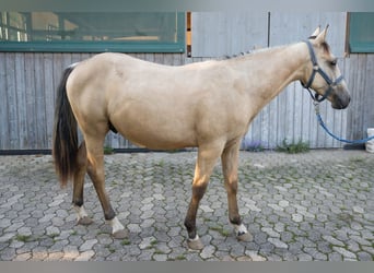 American Quarter Horse, Stallion, 2 years, 14.1 hh, Buckskin