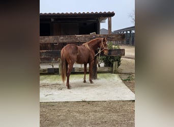 American Quarter Horse, Stallion, 2 years, 14.1 hh, Chestnut-Red