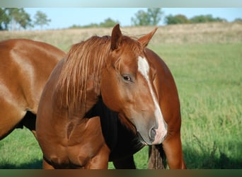 American Quarter Horse, Stallion, 2 years, 14.1 hh, Chestnut-Red