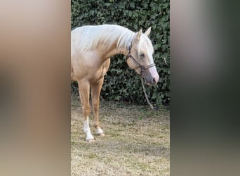 American Quarter Horse, Stallion, 2 years, 14.1 hh, Palomino