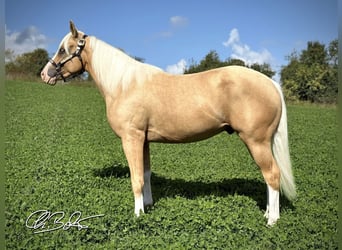 American Quarter Horse, Stallion, 2 years, 14.1 hh, Palomino