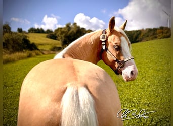 American Quarter Horse, Stallion, 2 years, 14.1 hh, Palomino