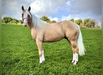 American Quarter Horse, Stallion, 2 years, 14.1 hh, Palomino