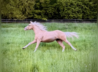 American Quarter Horse, Stallion, 2 years, 14.1 hh, Palomino