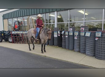 American Quarter Horse, Stallion, 2 years, 14,1 hh, Roan-Bay