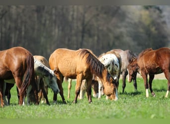American Quarter Horse, Stallion, 2 years, 14.2 hh, Brown