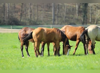 American Quarter Horse, Stallion, 2 years, 14.2 hh, Brown