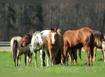 American Quarter Horse, Stallion, 2 years, 14.2 hh, Brown