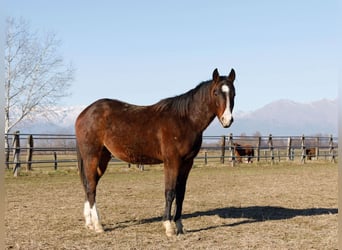 American Quarter Horse, Stallion, 2 years, 14.2 hh, Brown