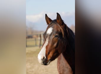 American Quarter Horse, Stallion, 2 years, 14.2 hh, Brown