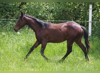 American Quarter Horse, Stallion, 2 years, 14.2 hh, Brown