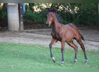 American Quarter Horse, Stallion, 2 years, 14.2 hh, Brown
