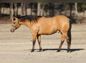 American Quarter Horse, Stallion, 2 years, 14.2 hh, Buckskin