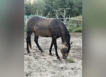 American Quarter Horse, Stallion, 2 years, 14.2 hh, Buckskin