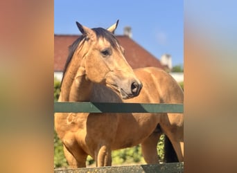 American Quarter Horse, Stallion, 2 years, 14.2 hh, Buckskin