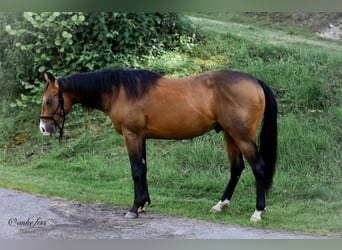 American Quarter Horse, Stallion, 2 years, 14.2 hh, Buckskin