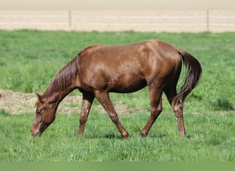 American Quarter Horse, Stallion, 2 years, 14.2 hh, Chestnut