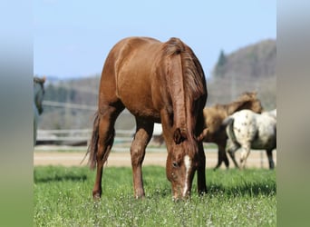 American Quarter Horse, Stallion, 2 years, 14.2 hh, Chestnut
