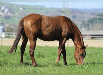 American Quarter Horse, Stallion, 2 years, 14.2 hh, Chestnut