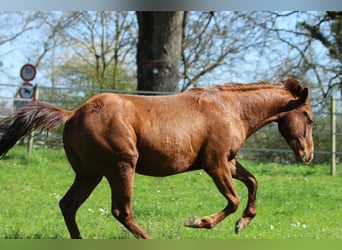 American Quarter Horse, Stallion, 2 years, 14.2 hh, Chestnut