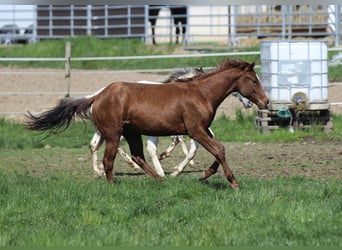 American Quarter Horse, Stallion, 2 years, 14.2 hh, Chestnut