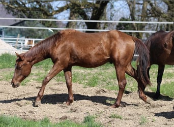 American Quarter Horse, Stallion, 2 years, 14.2 hh, Chestnut