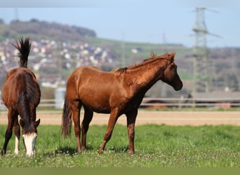 American Quarter Horse, Stallion, 2 years, 14.2 hh, Chestnut