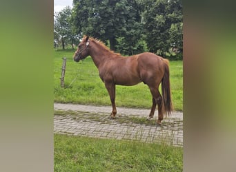 American Quarter Horse, Stallion, 2 years, 14.2 hh, Chestnut-Red