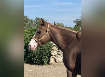 American Quarter Horse, Stallion, 2 years, 14.2 hh, Chestnut-Red