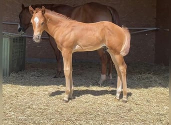 American Quarter Horse, Stallion, 2 years, 14.2 hh, Chestnut-Red