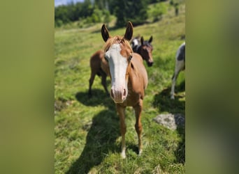 American Quarter Horse, Stallion, 2 years, 14.2 hh, Chestnut-Red
