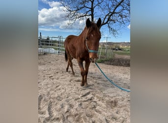 American Quarter Horse, Stallion, 2 years, 14.2 hh, Chestnut-Red