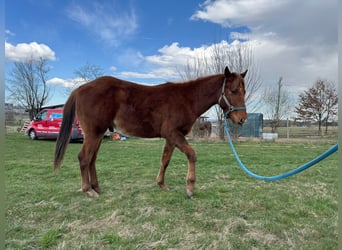 American Quarter Horse, Stallion, 2 years, 14.2 hh, Chestnut-Red