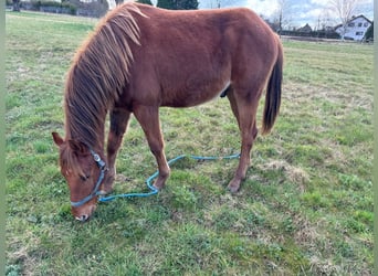 American Quarter Horse, Stallion, 2 years, 14.2 hh, Chestnut-Red