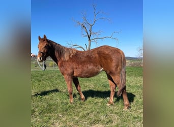 American Quarter Horse, Stallion, 2 years, 14.2 hh, Chestnut-Red