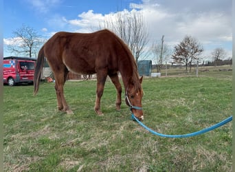 American Quarter Horse, Stallion, 2 years, 14.2 hh, Chestnut-Red